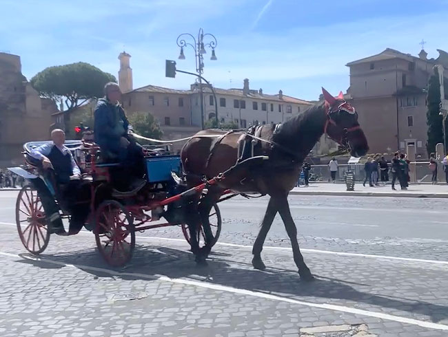 【午後・馬車散策付プラン】では馬車で優雅にローマを駆け抜ける🐎