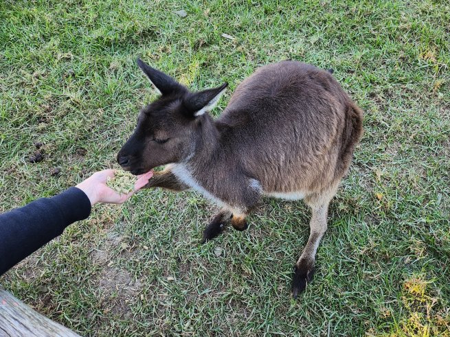 動物園でオーストラリアらしい体験