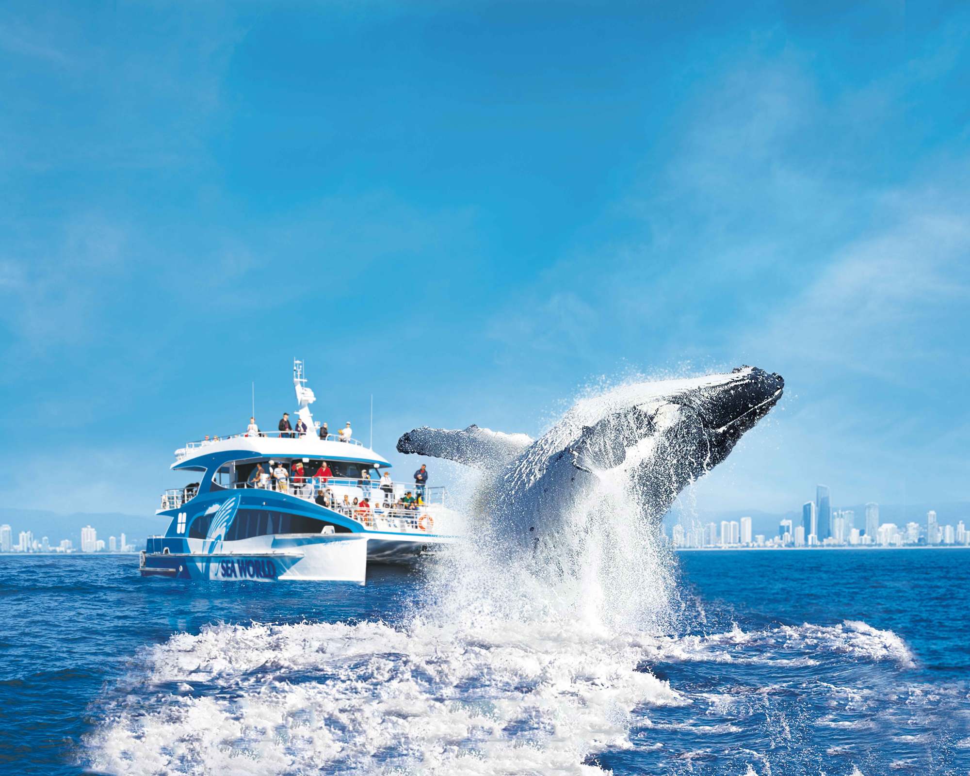 🐳 間近でクジラを観察!