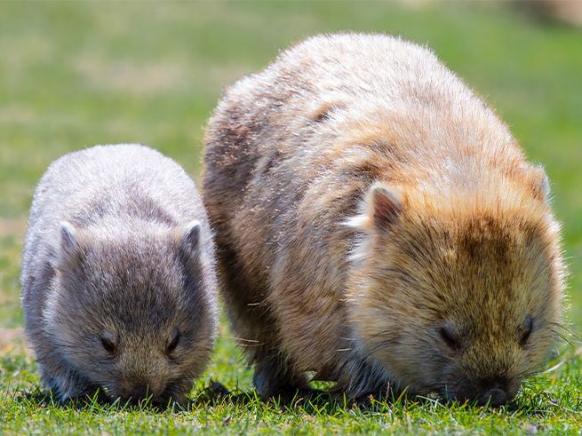 オーストラリア有袋類とのふれあい