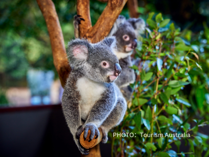【ハートリース動物園】入園料 + 哺乳/有袋動物と触れ合い（コアラ抱っこ写真・ラグーンクルーズ付きetc... ）ママルマジック
