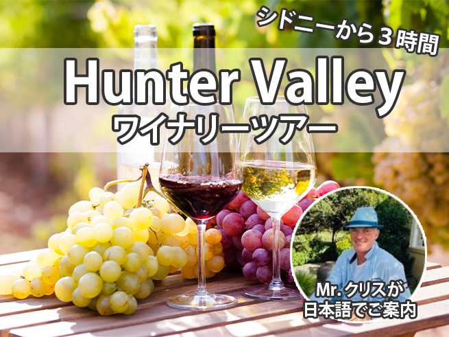ミスターシドニーのハンターバレー・ワインテイスティングツアー！野生のカンガルーに会えるかも...