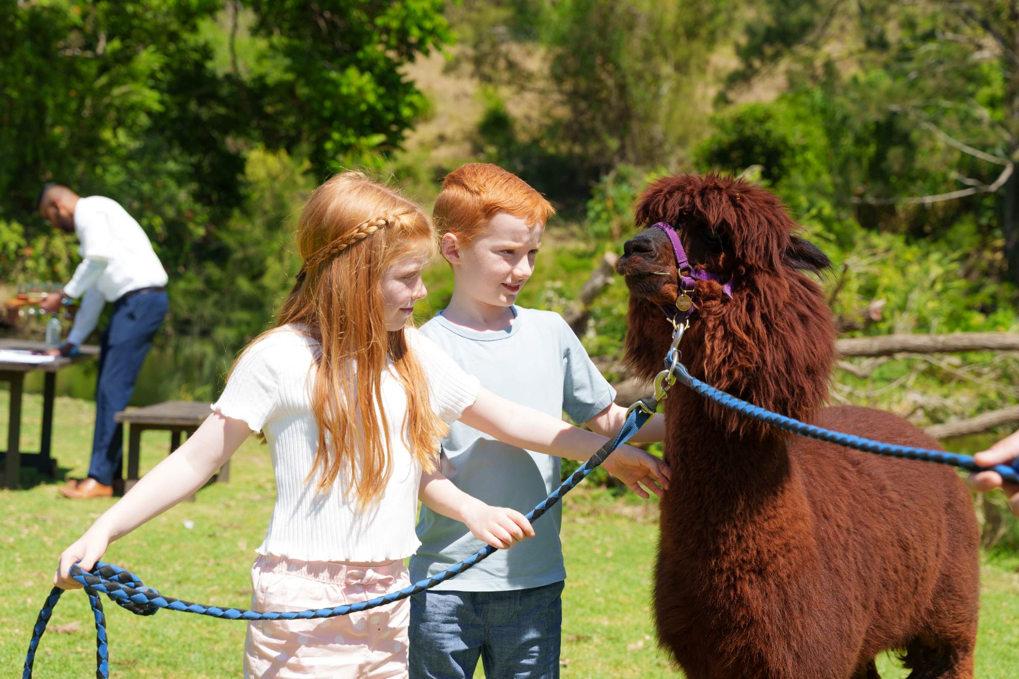 ワイナリーとアルパカとの触れ合い