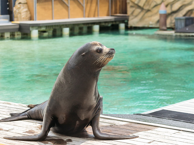 海の生き物たちとの出会い