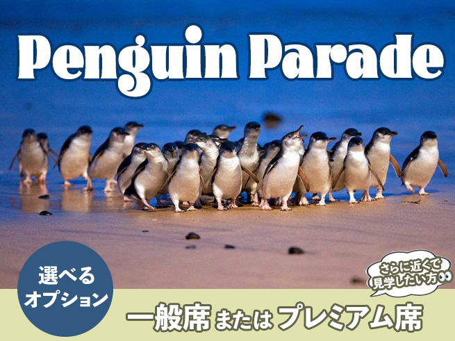 【フィリップ島ペンギンパレード】午後発（日本語ガイダンスアプリ対応）