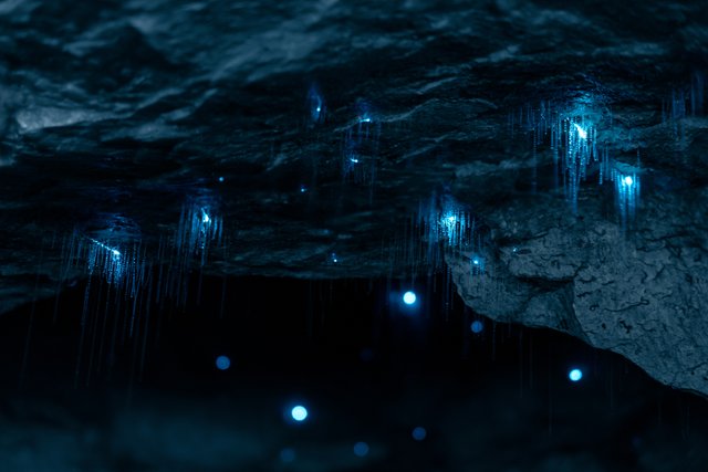 幻想的な土ボタル鑑賞体験