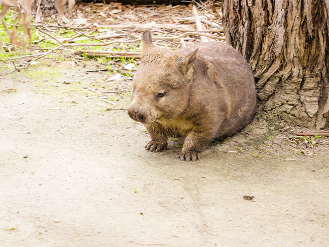 オーストラリア固有の野生動物とふれあい