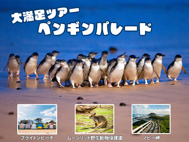 【フィリップ島ペンギンパレード】ブライトンビーチ＆動物園ツアー（日本語ガイダンスアプリ対応）