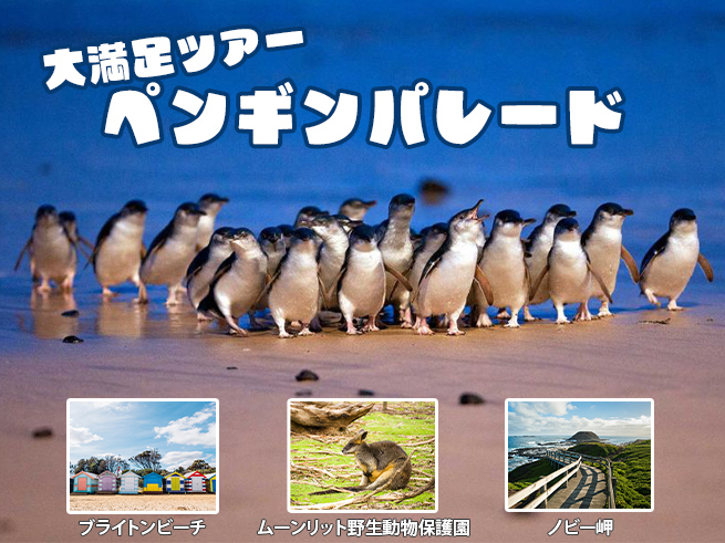 【フィリップ島ペンギンパレード】ブライトンビーチ＆動物園ツアー（日本語ガイダンスアプリ対応）