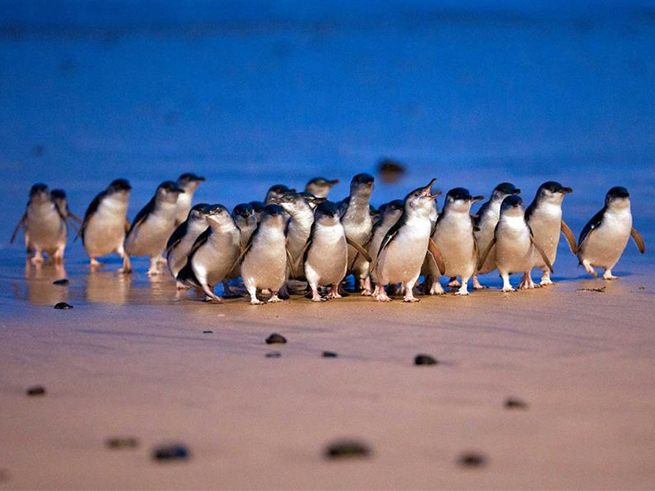 メルボルン市内観光とペンギンパレードを一度に満喫