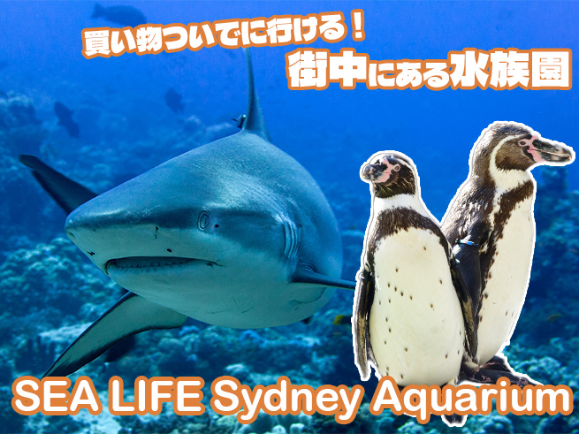 シドニー水族館 入園チケット【シーライフ】
