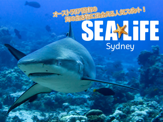 シドニー水族館 入園チケット【シーライフ】