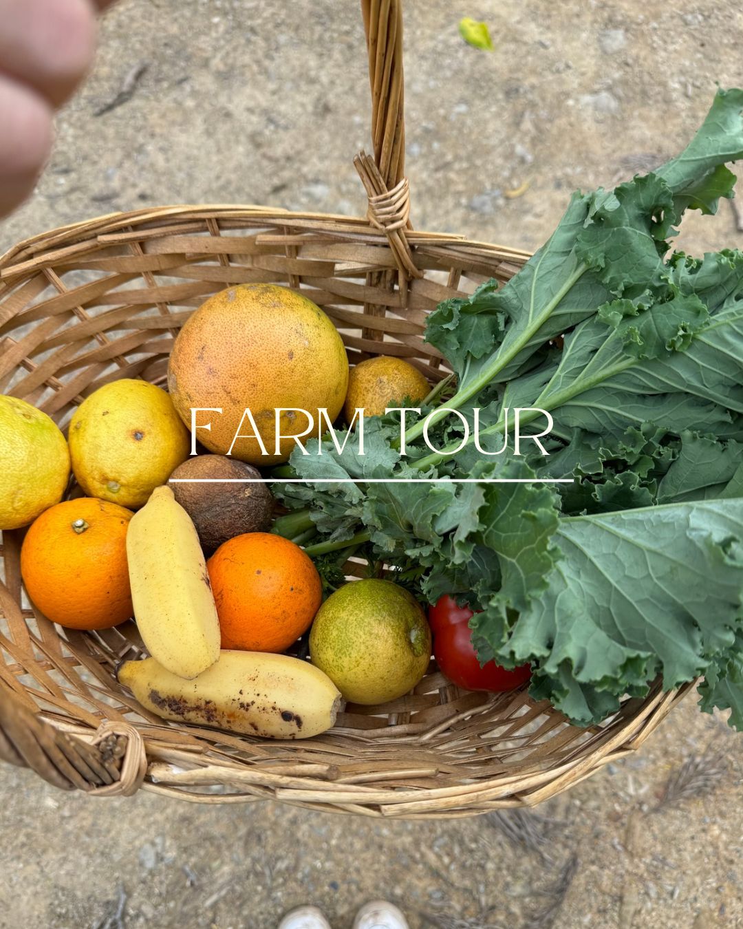 自然と食の調和を考える究極のサスティナブル体験/ ファームツアー（日本語ガイド/送迎付き）