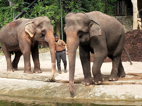 アニマルナイトに登場する動物たち♪
