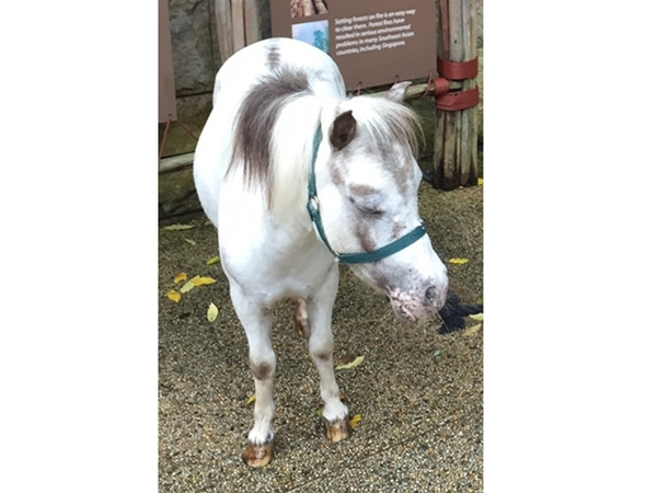 アニマルナイトに登場する動物たち♪