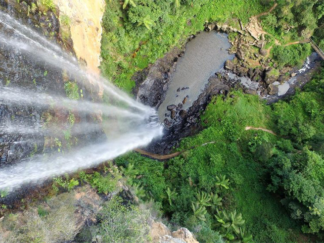 世界遺産ゴンドワナ多雨林の神秘的な自然体験
