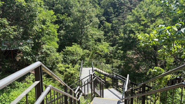 🌳森の解説者資格証を持ったガイドがご案内!🌳