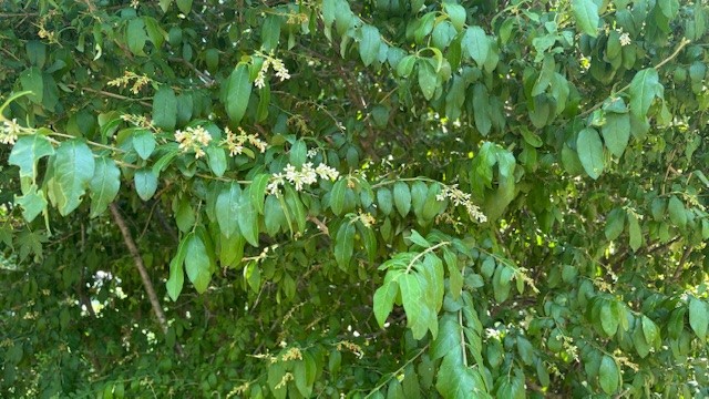 🌳森の解説者資格証を持ったガイドがご案内!🌳