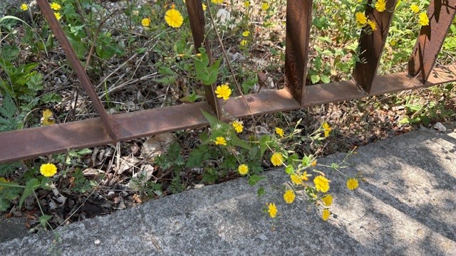 🌳森の解説者資格証を持ったガイドがご案内!🌳