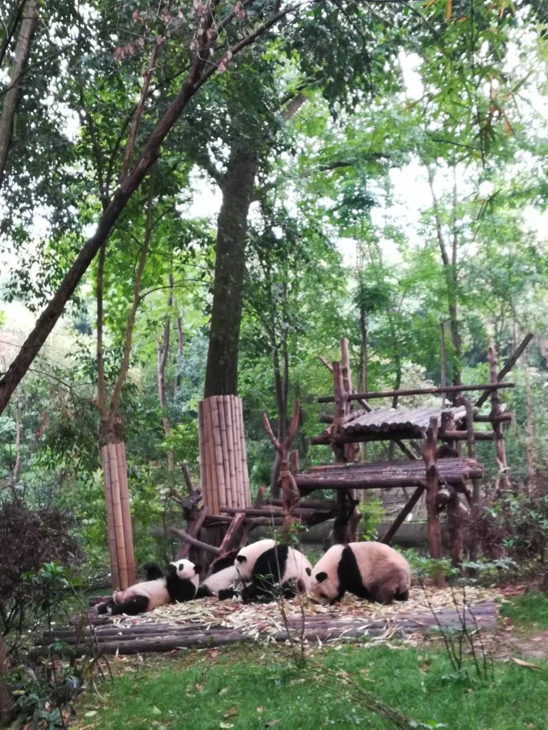 ★都江堰パンダ基地でボランティア体験＜日本語ガイド／昼食付＞