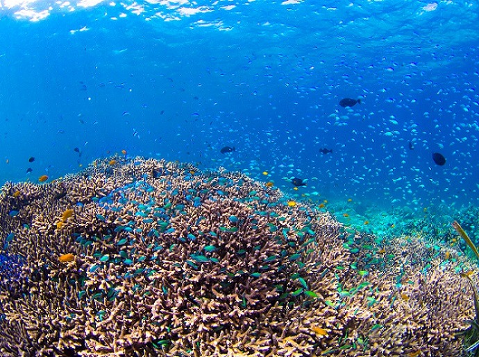 海洋保護区ヒルトゥガン島で感動体験
