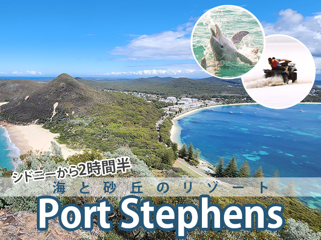 【日本語ガイド】ポートスティーブンス日帰りツアー！野生イルカクルーズ + 砂滑り体験 + コアラ観察 + ランチ　