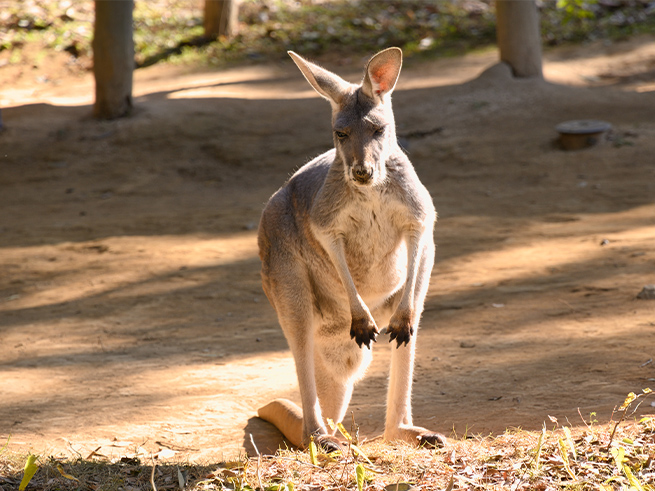 日本語ガイド】世界遺産ブルーマウンテンズ日帰りツアー！絶景・動物
