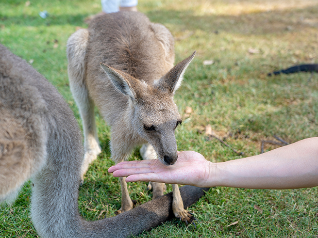 動物たちとのふれあい体験