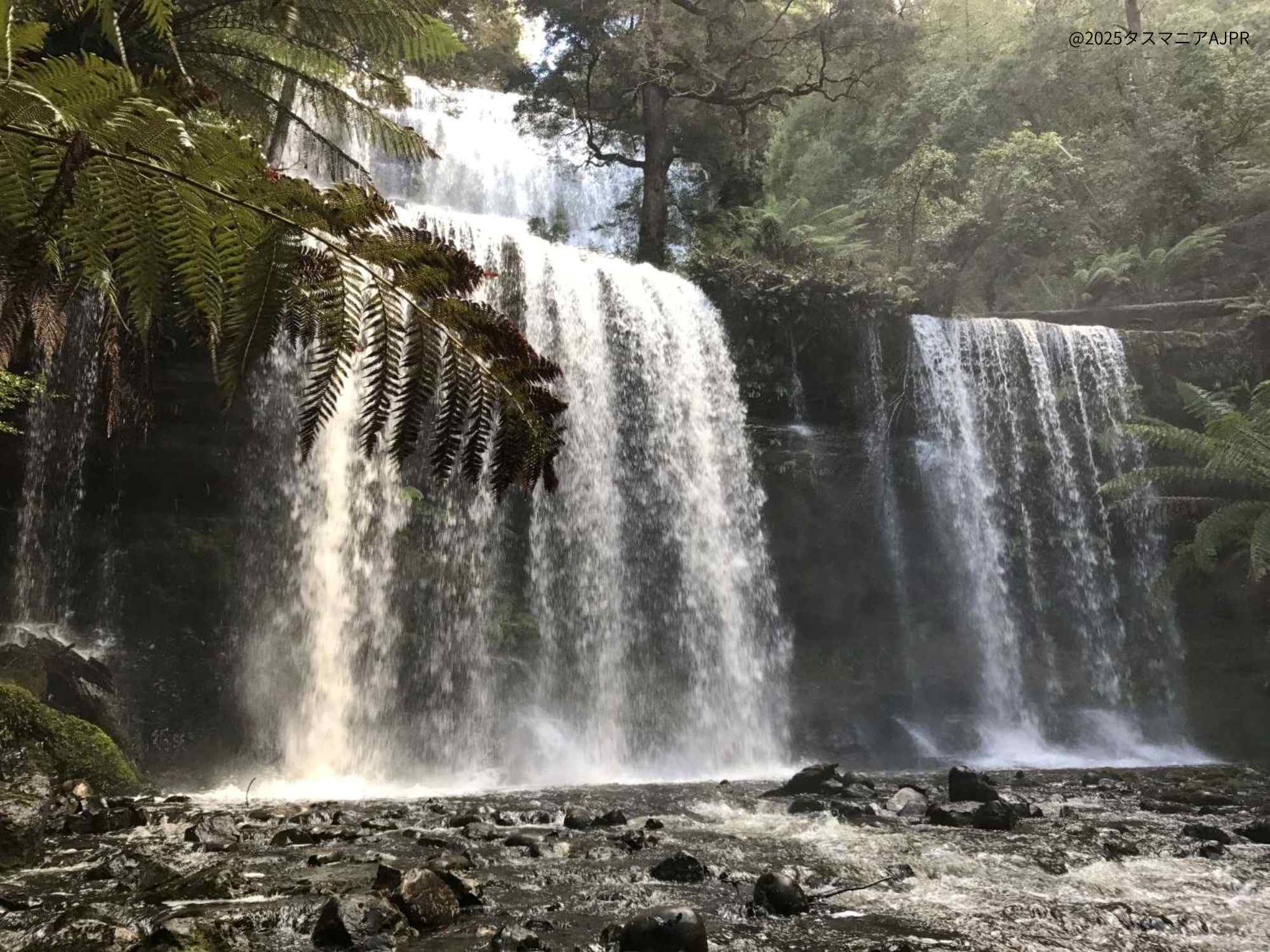 世界遺産マウント・フィールド国立公園とデビルと出会う野生動物公園（日帰り日本語ツアー）