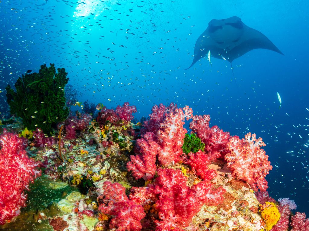 ３．マンタウォッチング