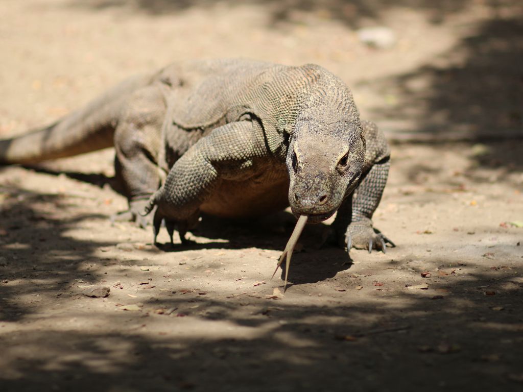 コモドドラゴン