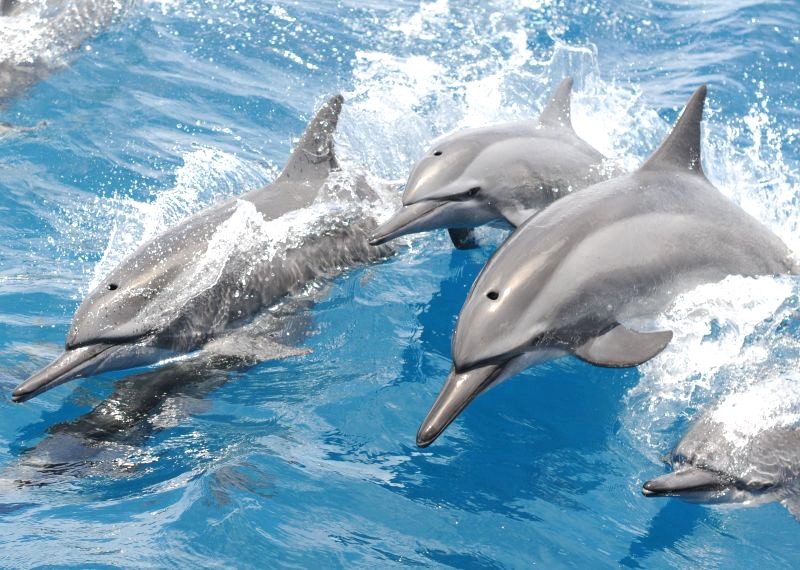 スキューバカンパニー マリンスポーツ（イルカウォッチング・アクアウォークなど）