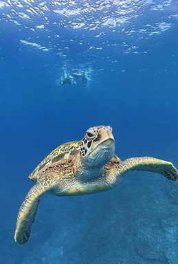 ウミガメスノーケリング