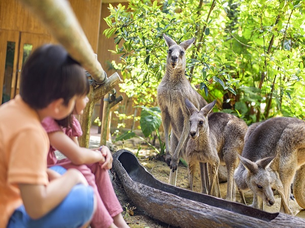 シンガポール動物園のここがポイント！