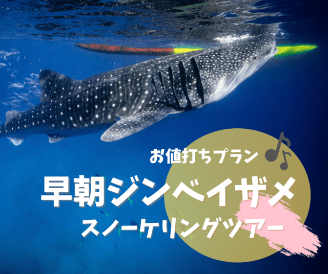 【ジンベイ】午後の時間を有効活用♬ジンベエザメだけをお得に楽しむ、お値打ちプラン♪早朝ジンベイザメ・スノーケリングツアー オスロブ＜日本語ガイド同行＆往復送迎付き＞