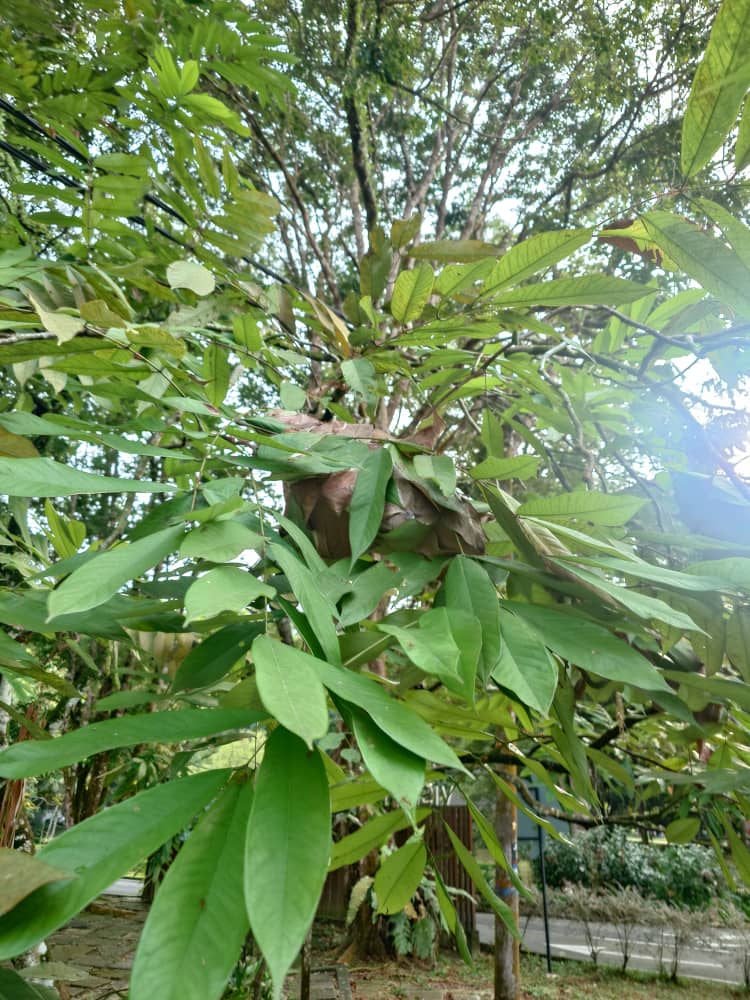 【世界遺産】マレーシア森林研究所（FRIM）：歩いて・登って満喫ツアー　  〈日本語ガイド付き〉