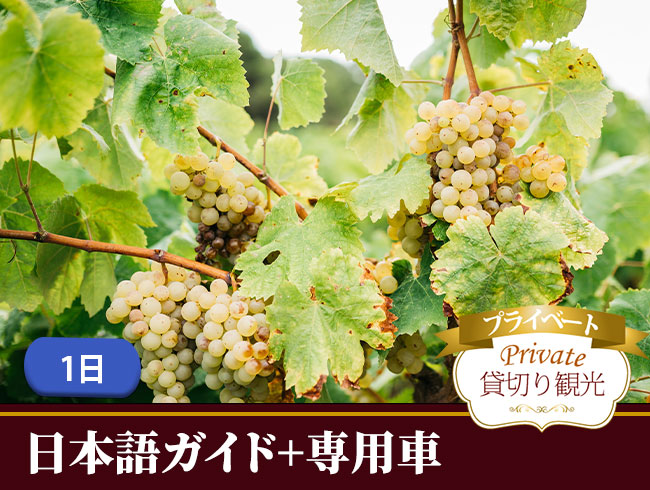 【プライベート】バルセロナから専用車で行く！ローカル・オーガニック・ワイナリー「7PAMS」見学ツアー！（日本語観光ガイド・ワインの試飲・パエリアランチ・専用車付）