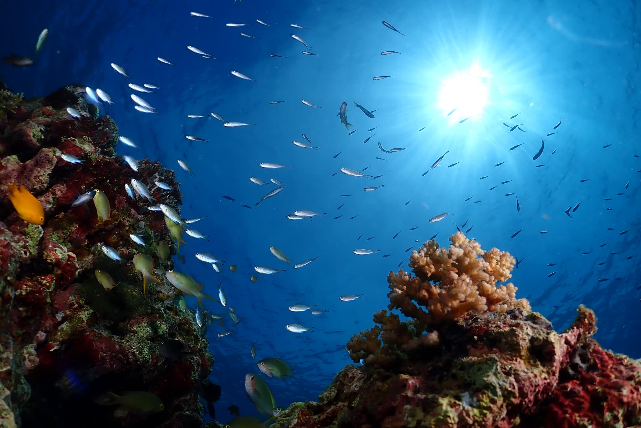 ✔ 最短2日でライセンス取得