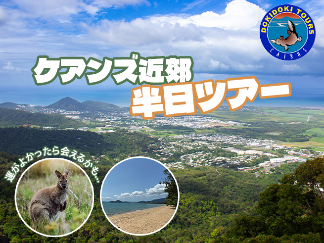 ケアンズ近郊の魅力をギュッと詰め込んだお手軽半日観光ツアー