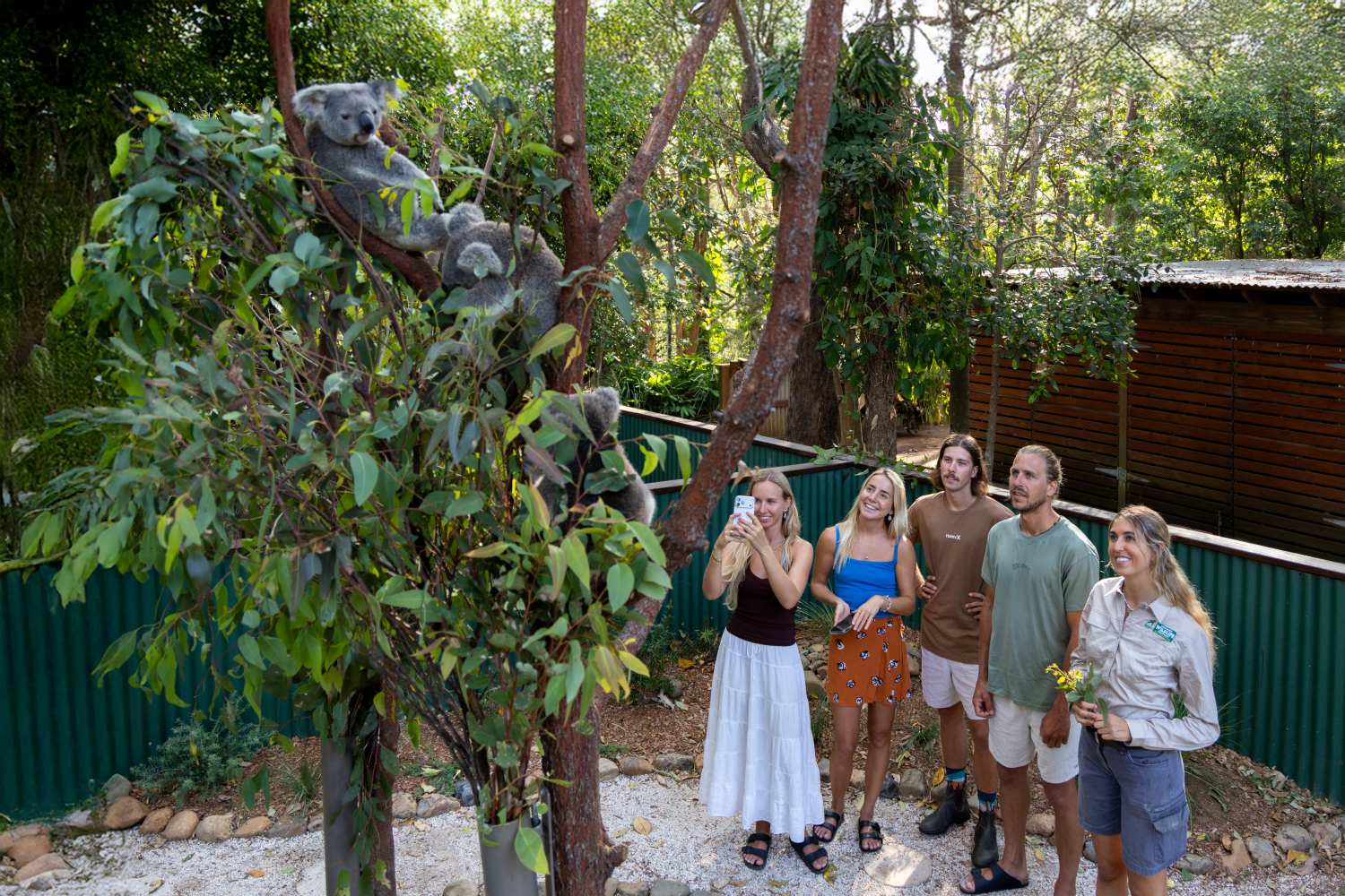 カランビン ワイルドライフ サンクチュアリー 入園券＋コアラコネクションズ