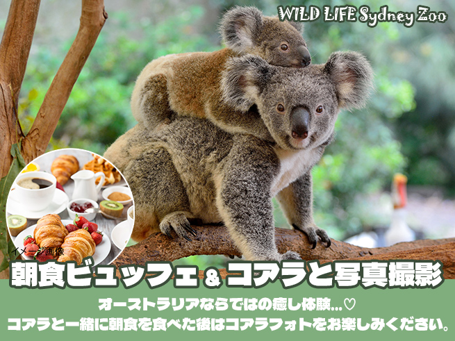 【ワイルドライフ】シドニー動物園でコアラと朝食＆フォト（入場料込み）