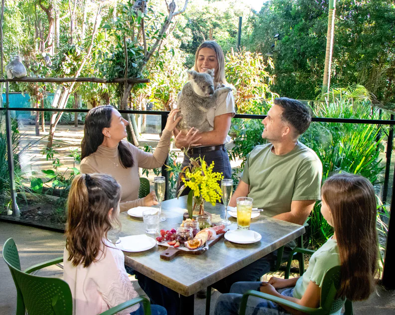 コアラと過ごす癒しのアフタヌーンタイム