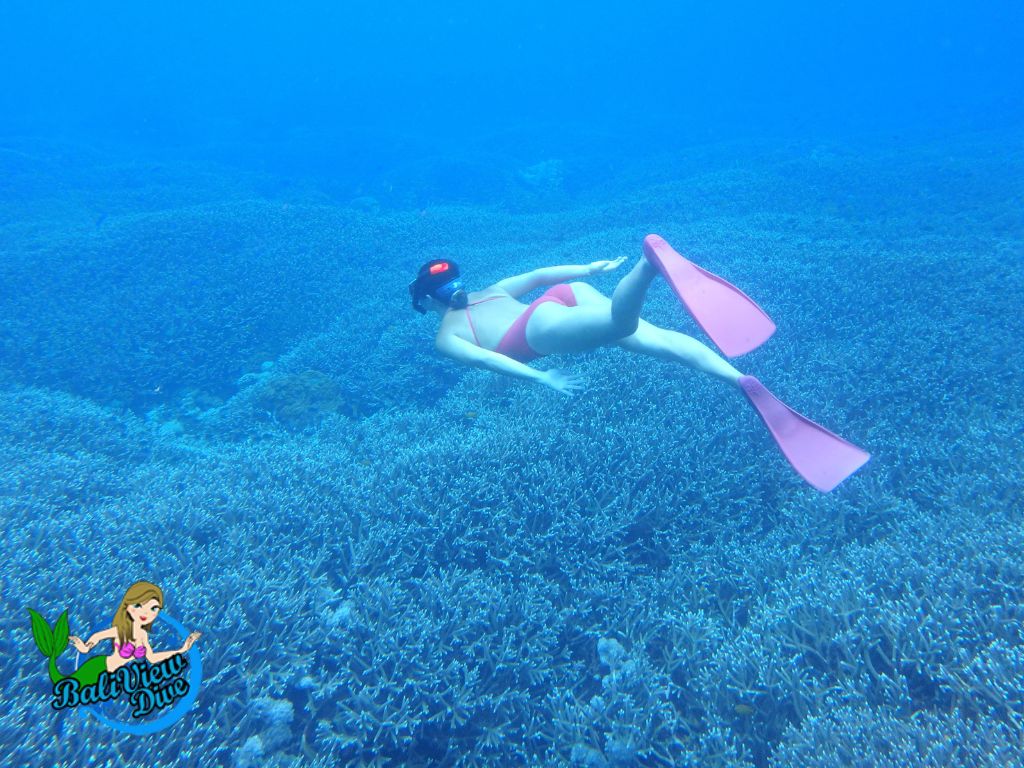 初心者もOK! バリ島でシュノーケリング by バリ・ビュー・ダイブセンター