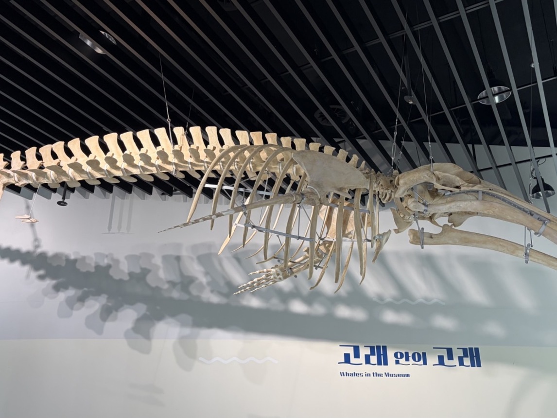 🏛️ 国立仁川海洋博物館