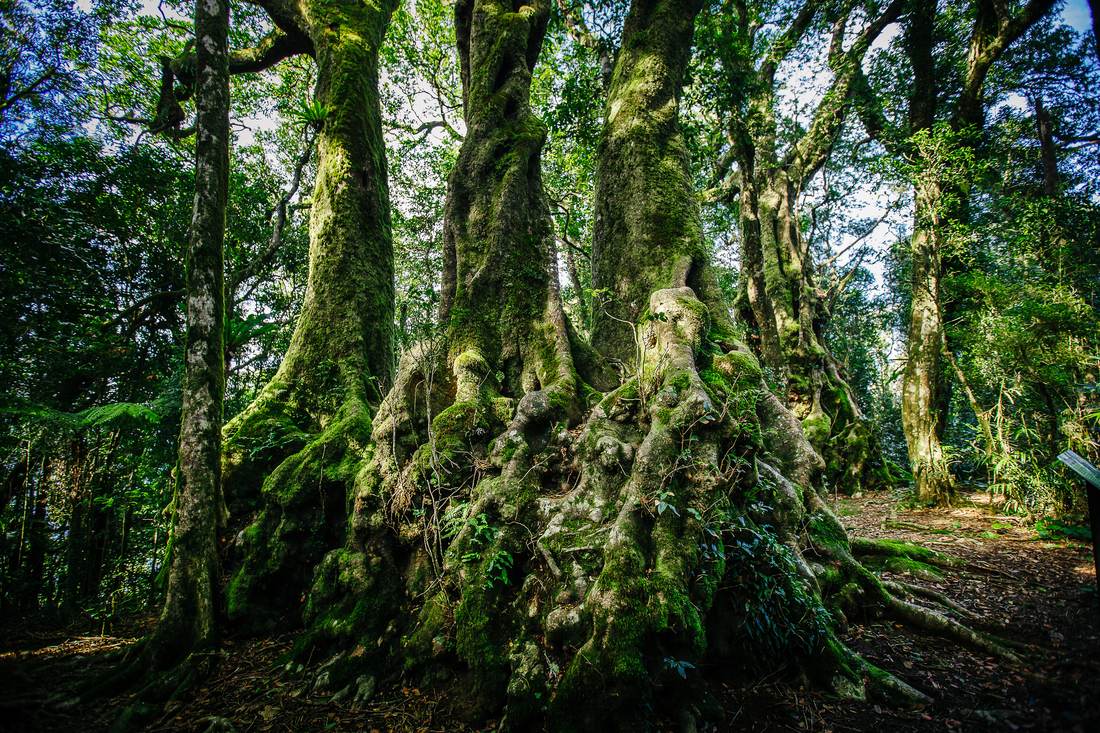 世界遺産！ツインフォールズ滝ハイキングと3大絶景【専用車・日本語】　