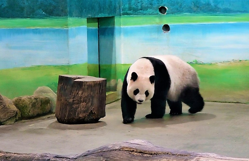 猫空ロープウェイと台北市動物園観光