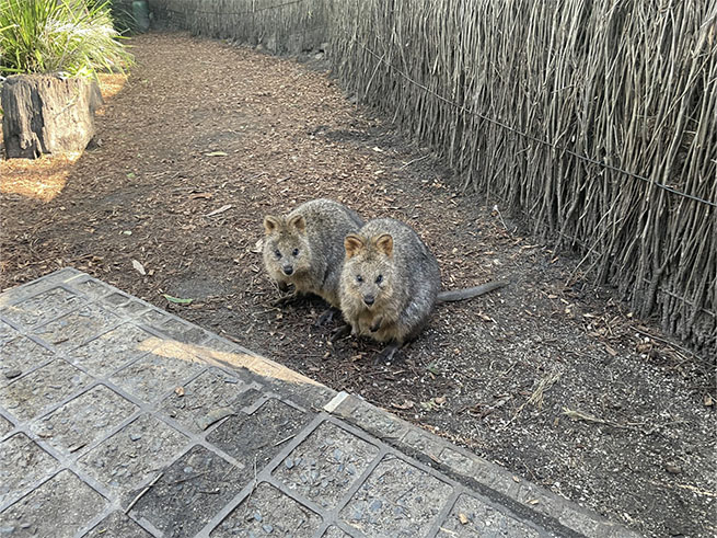 オーストラリア固有動物に出会える