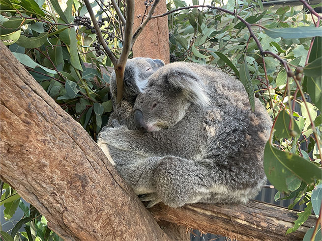 オーストラリア固有動物に出会える