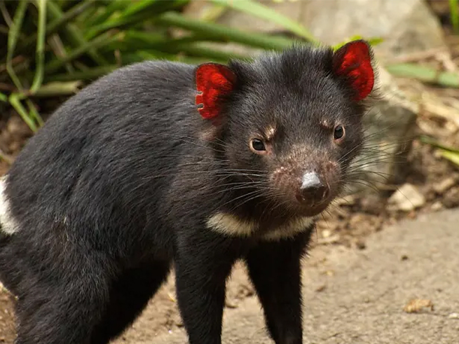 オーストラリア固有動物に出会える
