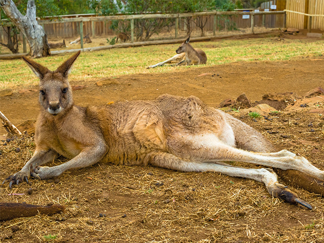 タスマニアンデビルと野生動物との出会い